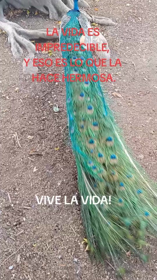 TikTok video thumbnail by 05tonyrosas