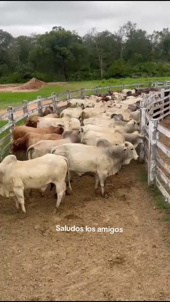 TikTok video thumbnail by catalinobenitez621