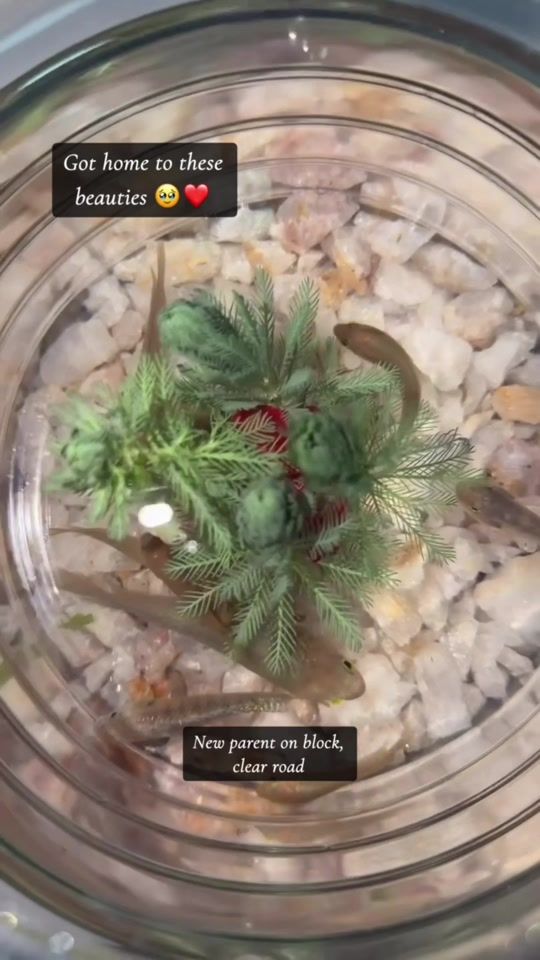 TikTok video thumbnail by _bijoux_m