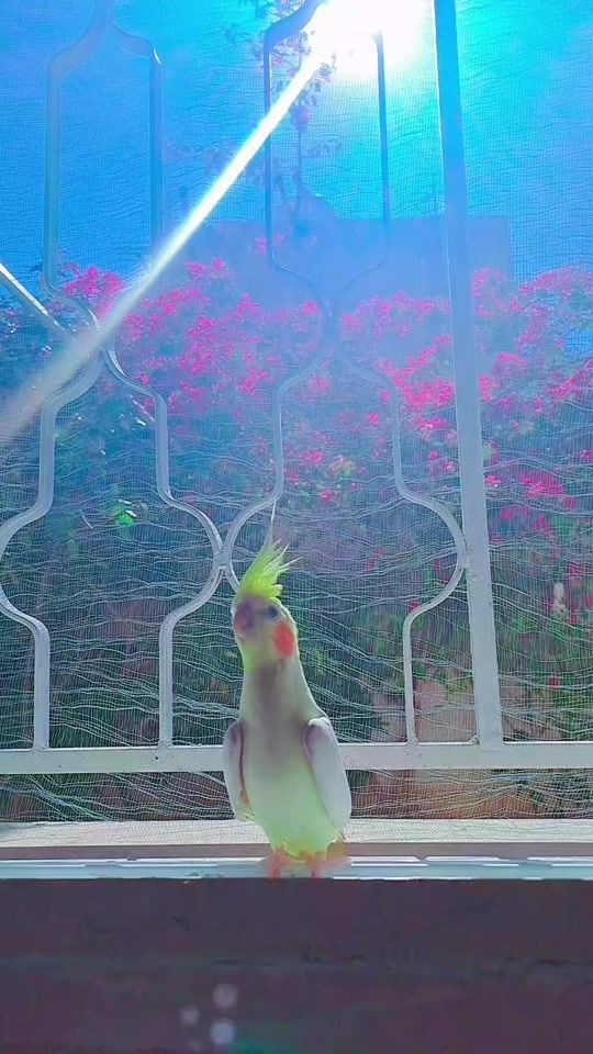 TikTok video thumbnail by raboosh89