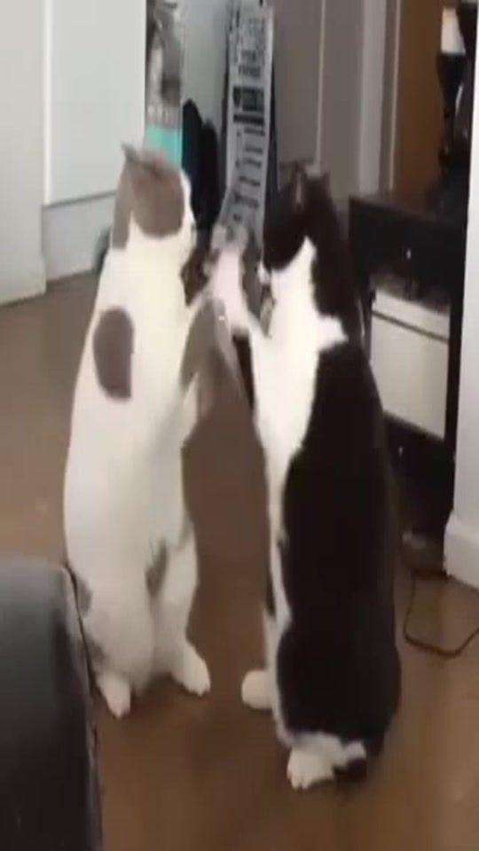 TikTok video thumbnail by lyoshnka