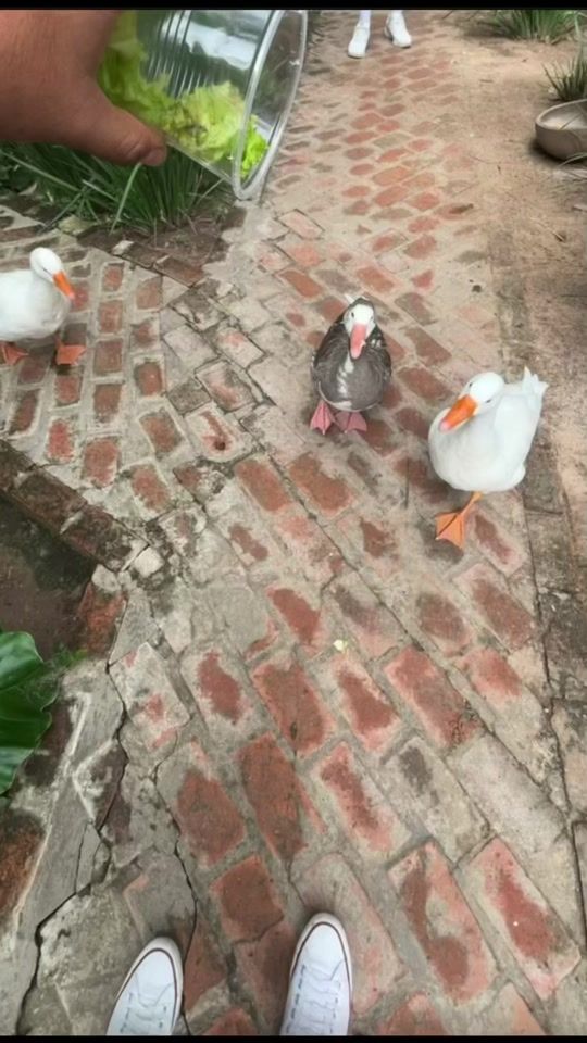 TikTok video thumbnail by cris_vallejosb