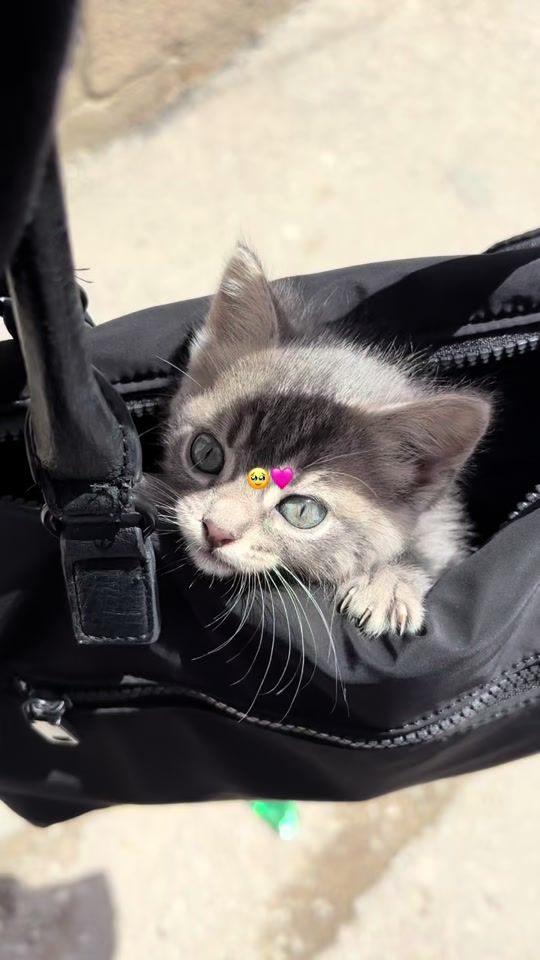 TikTok video thumbnail by nousha_a2