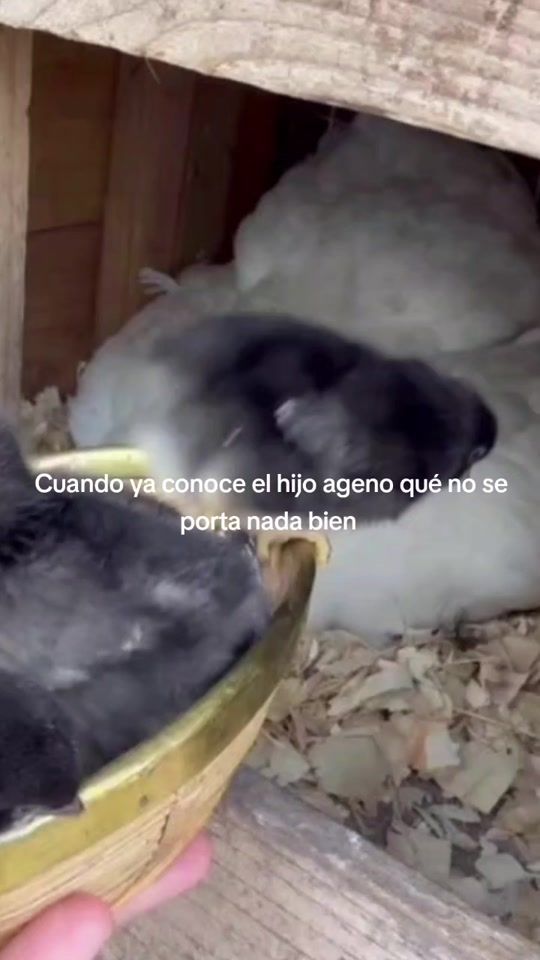 TikTok video thumbnail by es_paratii