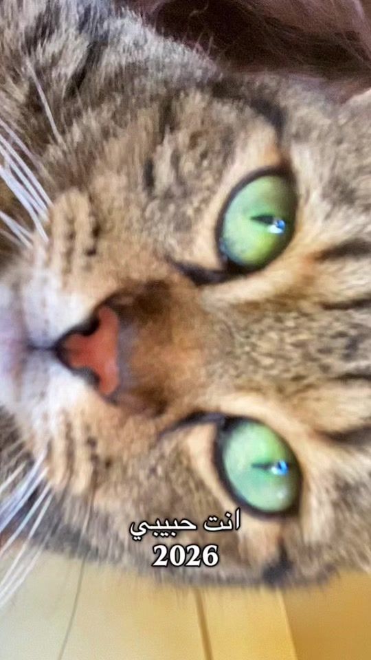 TikTok video thumbnail by mrsackermaaan