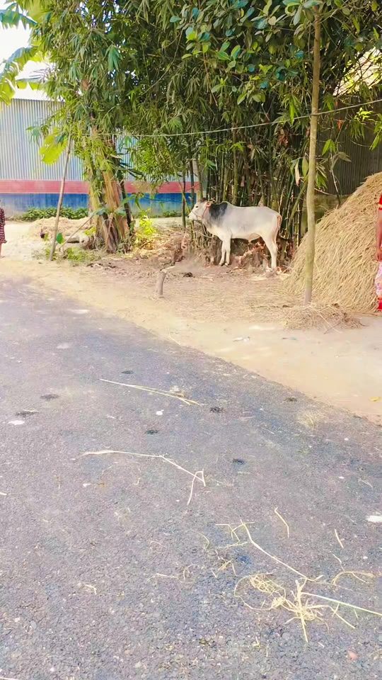TikTok video thumbnail by allosarker625
