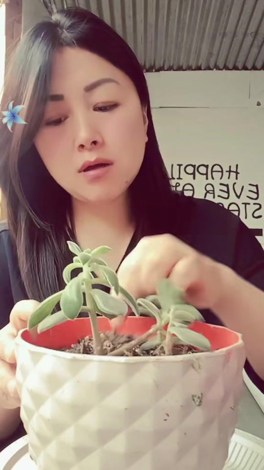 TikTok video thumbnail by yangnasongmo