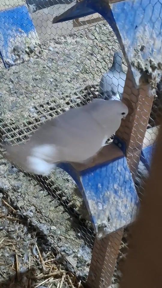 TikTok video thumbnail by pigeonsdoni