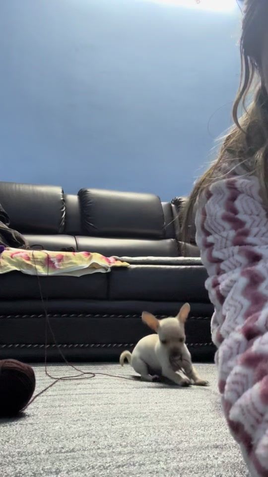 TikTok video thumbnail by the_nemo_punte