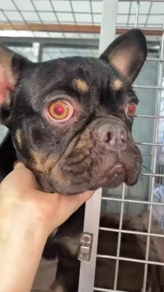TikTok video thumbnail by la.vet.oriente