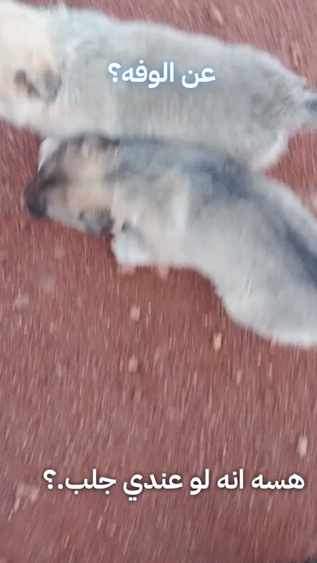 TikTok video thumbnail by ali.a.f.z.d