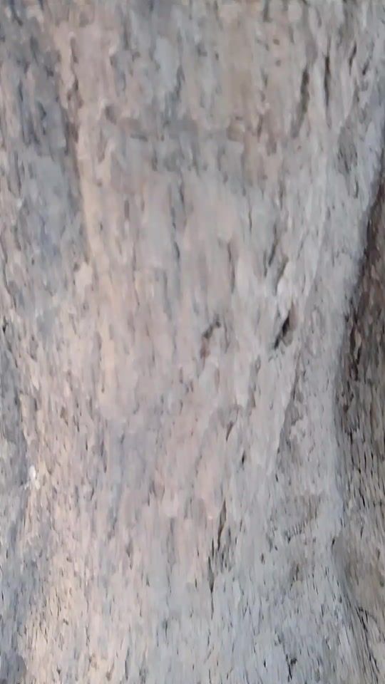 TikTok video thumbnail by roni_8525