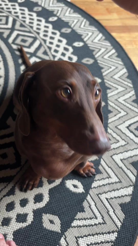 TikTok video thumbnail by certifiedfreedomlover