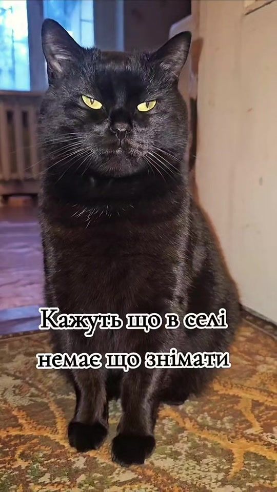 TikTok video thumbnail by cat...oscar