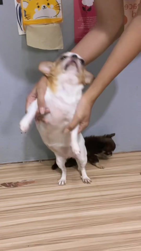 TikTok video thumbnail by onzonchi.brr