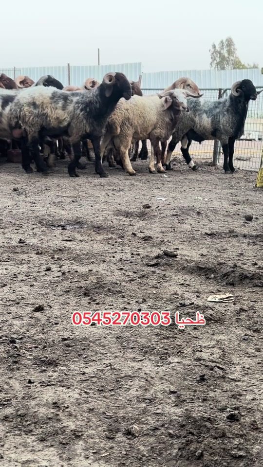 TikTok video thumbnail by mhammd857