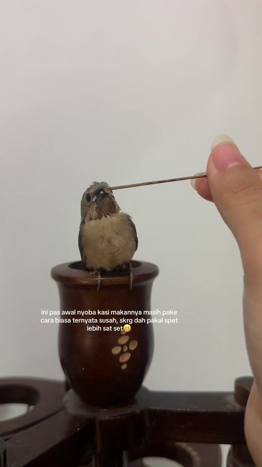 TikTok video thumbnail by nesybingg