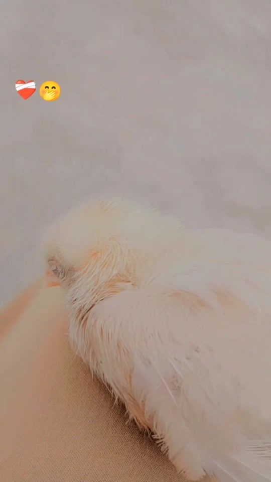 TikTok video thumbnail by sidhu.355