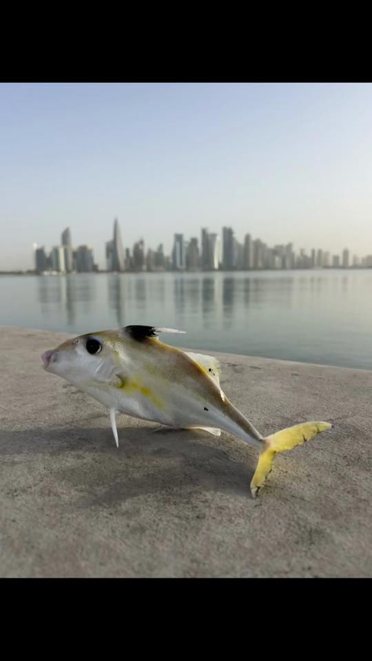 TikTok video thumbnail by hay_log