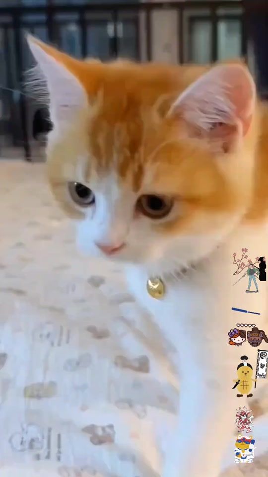 TikTok video thumbnail by flashyflashsenkouzanshin