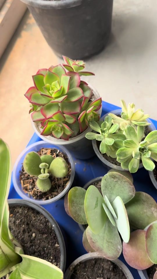 TikTok video thumbnail by plants_for_house_decore