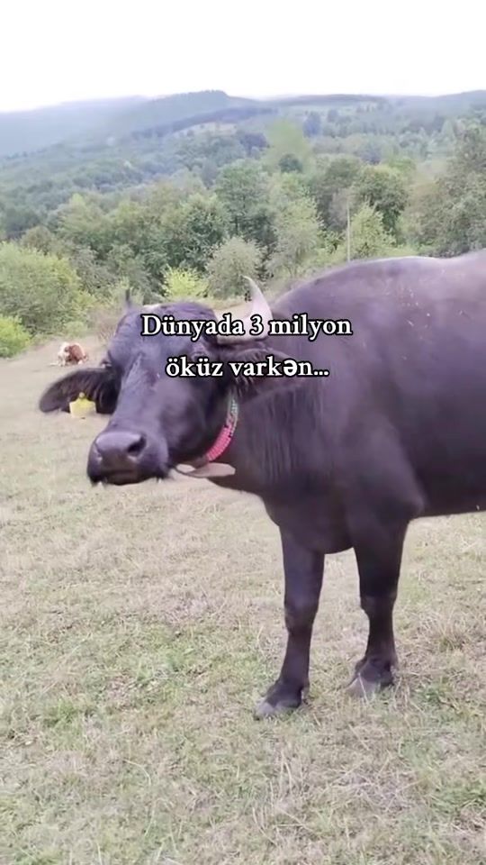 TikTok video thumbnail by gunay_xd