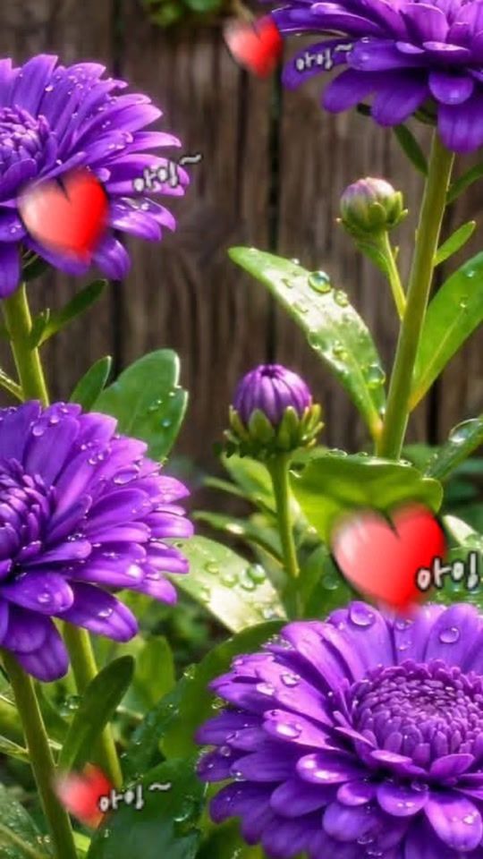 TikTok video thumbnail by orquideasmaria