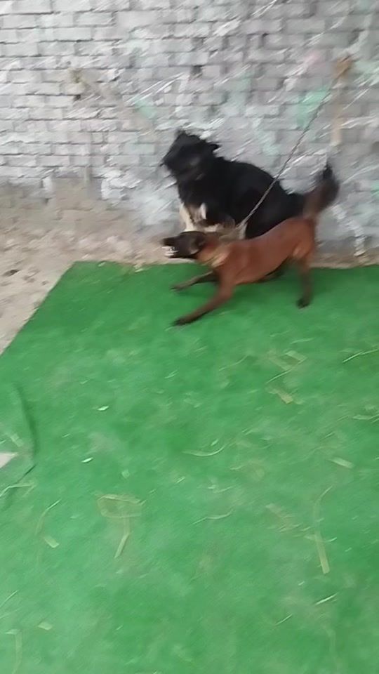 TikTok video thumbnail by abo.mahak