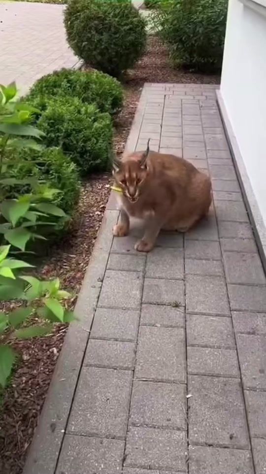 TikTok video thumbnail by davidxj6_
