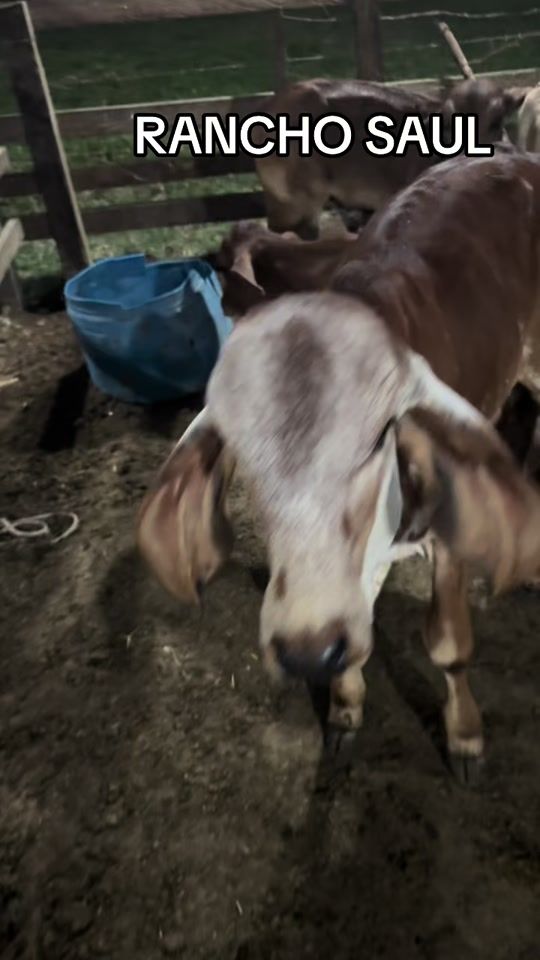 TikTok video thumbnail by rancho_saul01