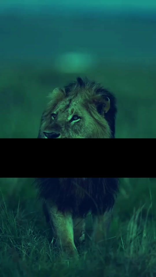 TikTok video thumbnail by stomfact1