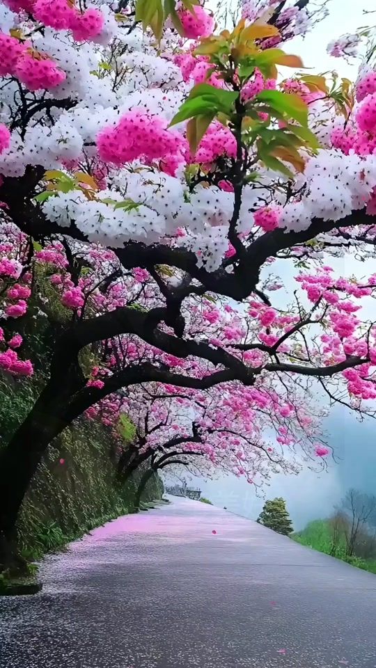 TikTok video thumbnail by tanshiowshu