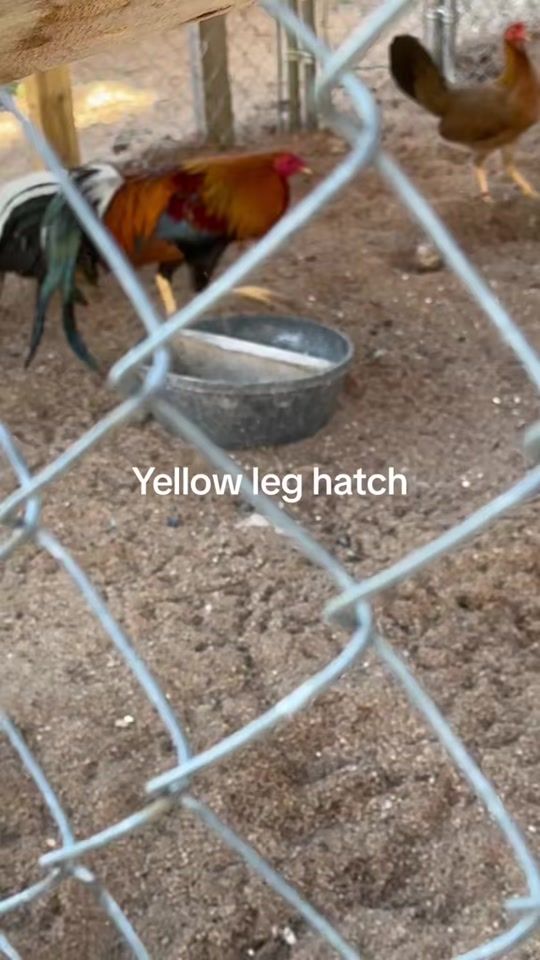 TikTok video thumbnail by jeffrey_gamefowls