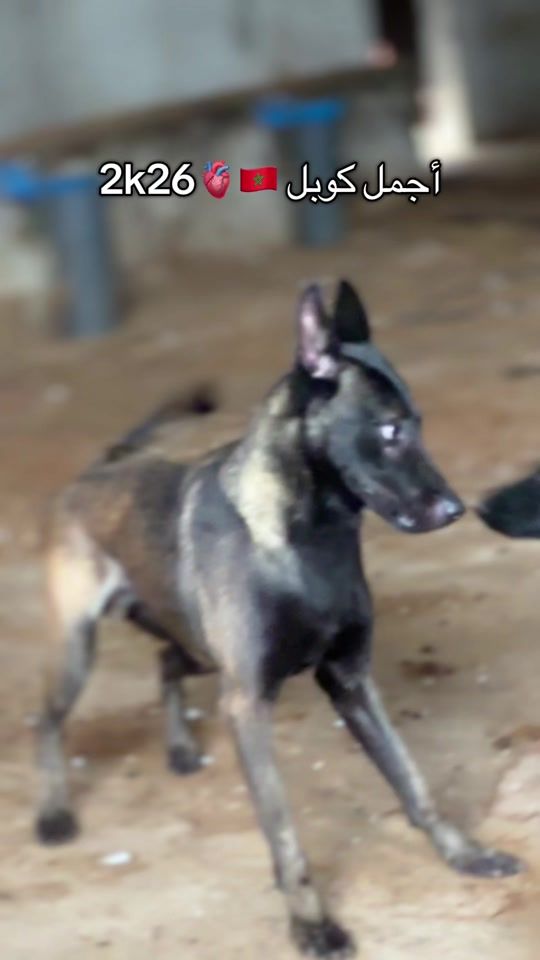 TikTok video thumbnail by k9princemalinois