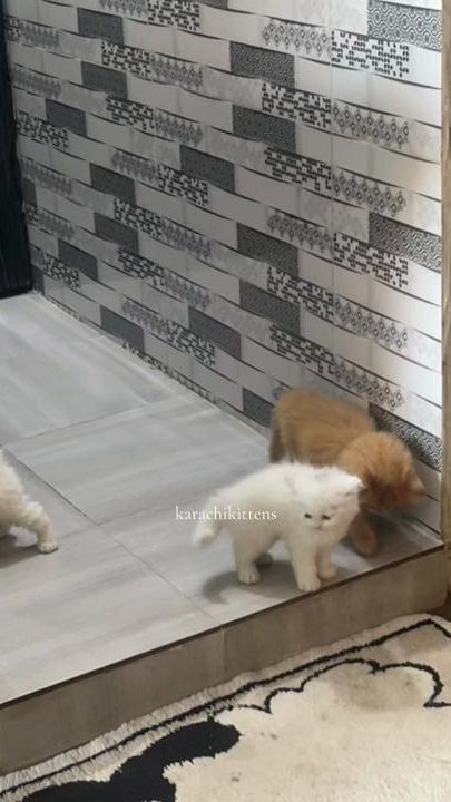 TikTok video thumbnail by karachikittens