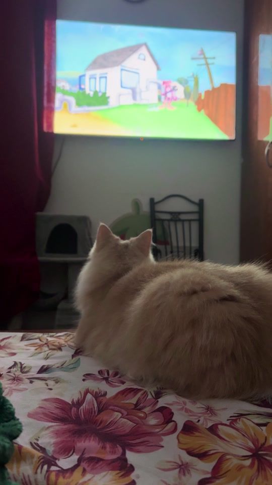 TikTok video thumbnail by mehranbutt1