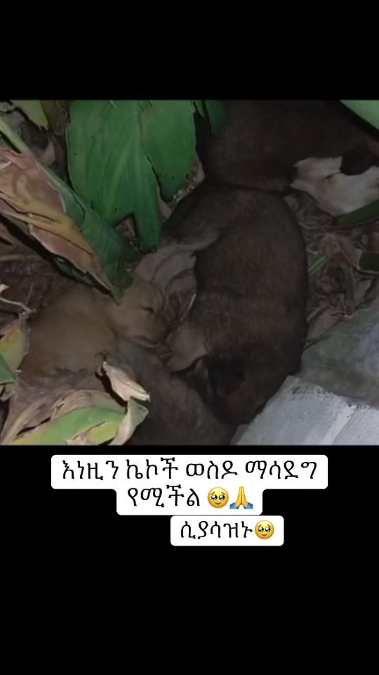 TikTok video thumbnail by yuti.dawit