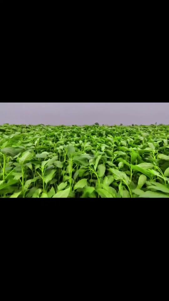 TikTok video thumbnail by banglanarutview