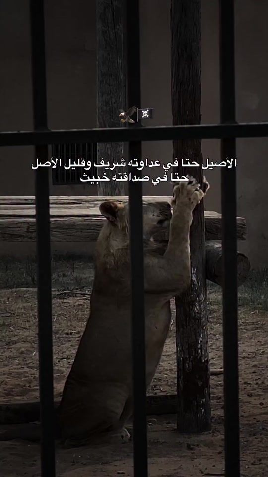 TikTok video thumbnail by ali__hayek_