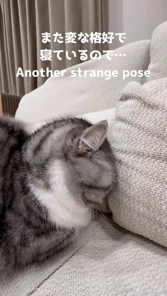 TikTok video thumbnail by _komaru.salt_