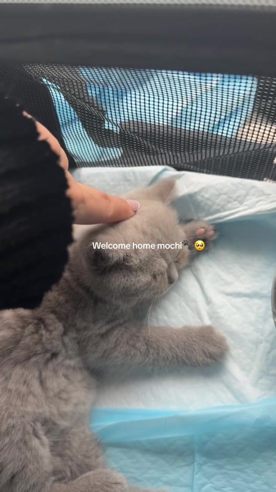 TikTok video thumbnail by f.liciousss