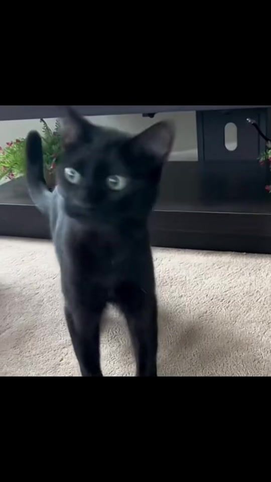 TikTok video thumbnail by _lovill
