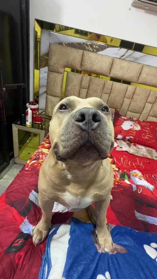 TikTok video thumbnail by vikingo606