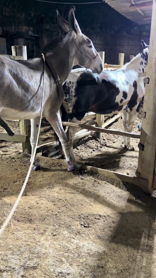 TikTok video thumbnail by preto_pinto