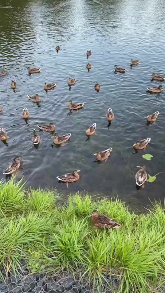 TikTok video thumbnail by belugga_a