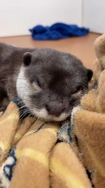 TikTok video thumbnail by otterchannel1