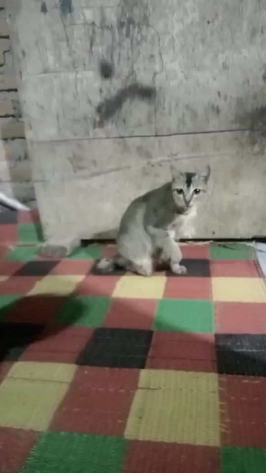 TikTok video thumbnail by andini2451