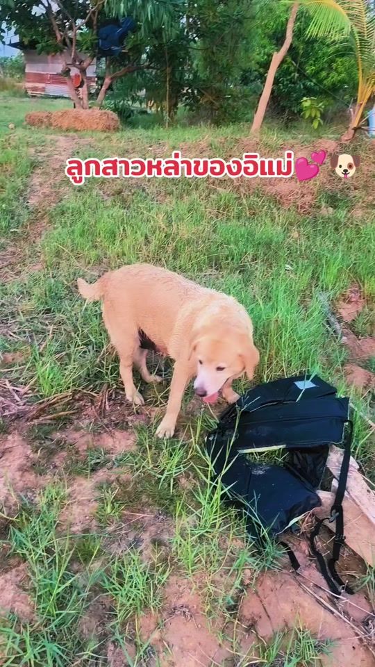 TikTok video thumbnail by chaboo07