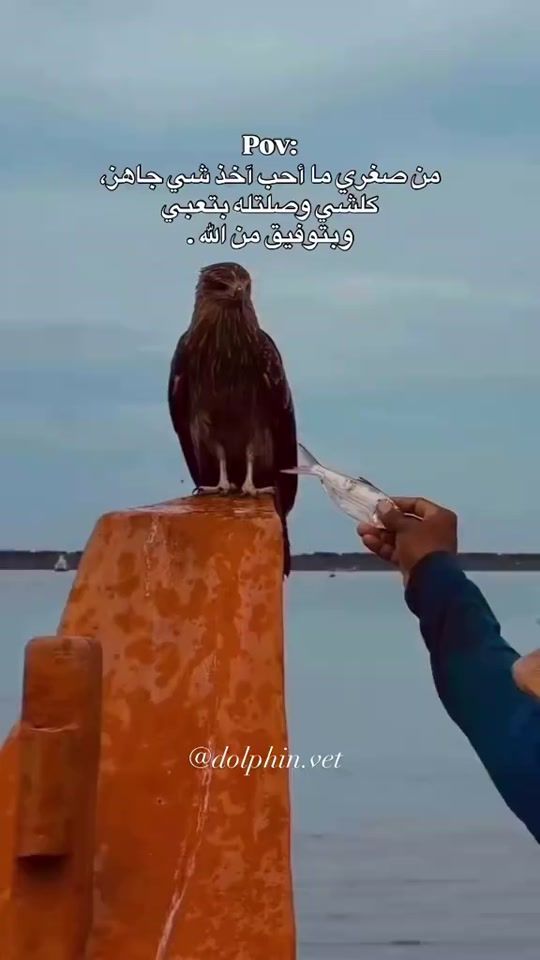 TikTok video thumbnail by ha_1989s