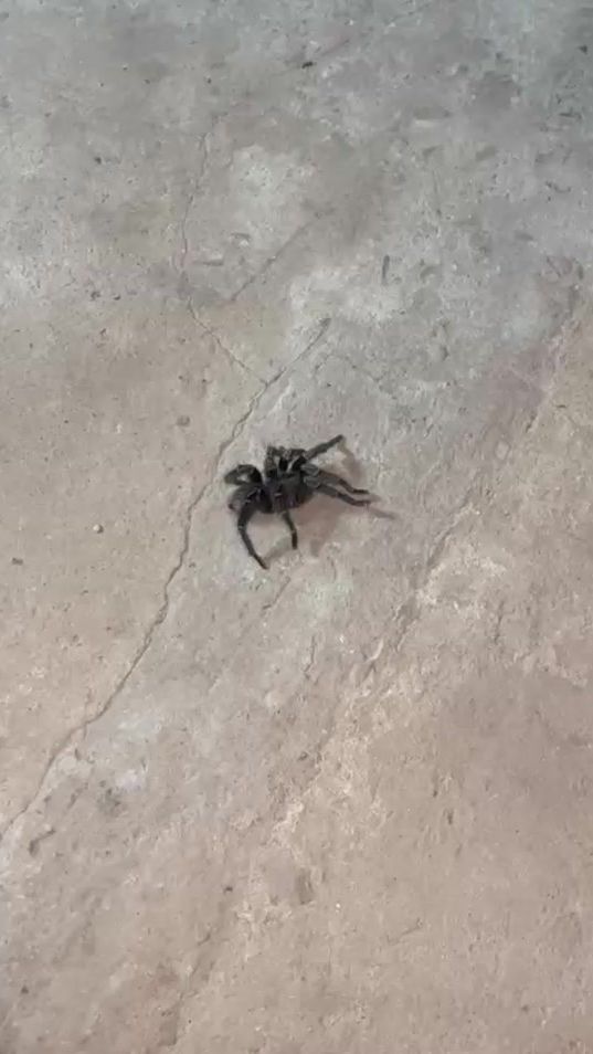 TikTok video thumbnail by myleayala